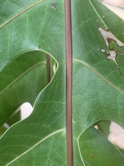 Drynaria quercifolia