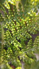 Hypolepis millefolium