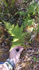 Hypolepis millefolium