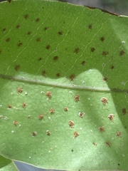 Drynaria quercifolia