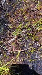 Drosera arcturi