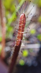 Drosera arcturi