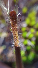 Drosera arcturi