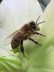 Apis mellifera