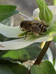 Apis mellifera