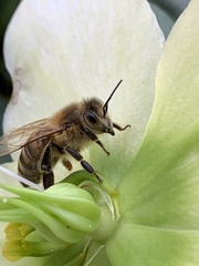 Apis mellifera