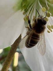 Apis mellifera