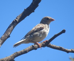 Passer diffusus stygiceps
