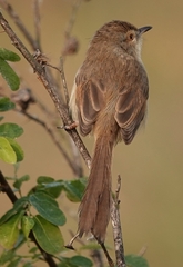 Prinia inornata