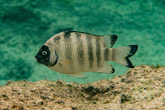 Banded Sergeant photo 3