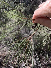 Hakea macraeana