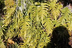 Blechnum montanum