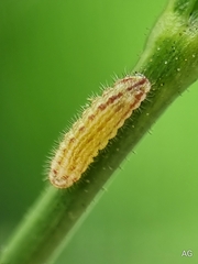 Zizula hylax pygmaea