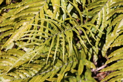 Blechnum montanum