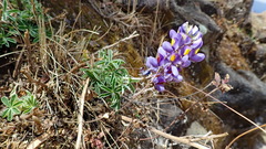 Lupinus altimontanus