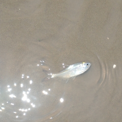 Characiformes
