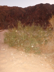 Retama raetam