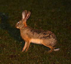 Lepus victoriae