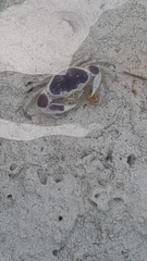 Eurycarcinus orientalis
