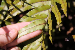 Blechnum montanum