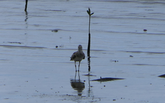 Calidris tenuirostris