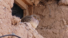 Metriopelia ceciliae