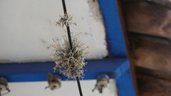 Tillandsia capillaris