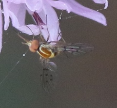 Phthiriinae