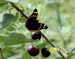 Vanessa atalanta