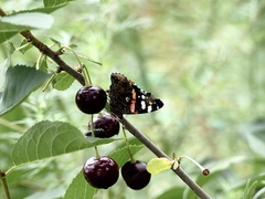 Vanessa atalanta