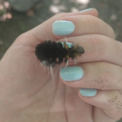 Halysidota ruscheweyhi