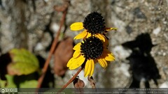 Rudbeckia triloba