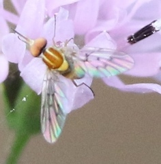 Phthiriinae