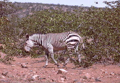 Equus zebra hartmannae