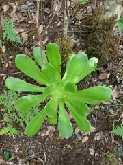 Aeonium