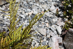 Blechnum montanum