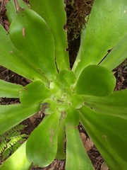 Aeonium