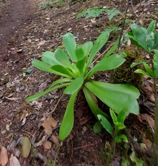 Aeonium