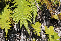 Blechnum montanum