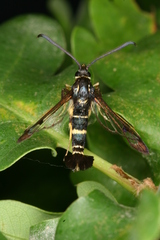 Synanthedon caucasica