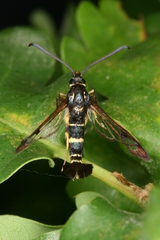 Synanthedon caucasica
