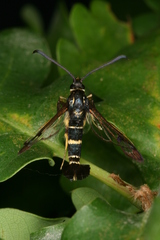 Synanthedon caucasica