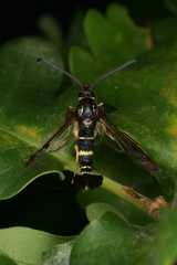Synanthedon caucasica