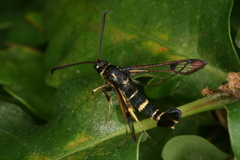 Synanthedon caucasica