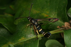 Synanthedon caucasica