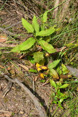 Persoonia confertiflora
