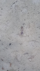 Eurycarcinus orientalis