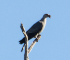 Lopholaimus antarcticus