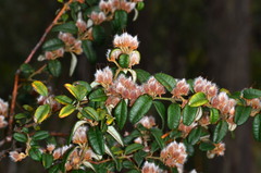 Oxylobium ellipticum