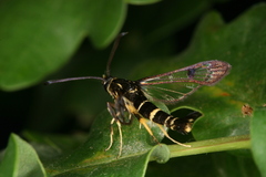 Synanthedon caucasica